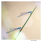  Agrion jouvencelle