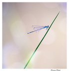  Agrion jouvencelle