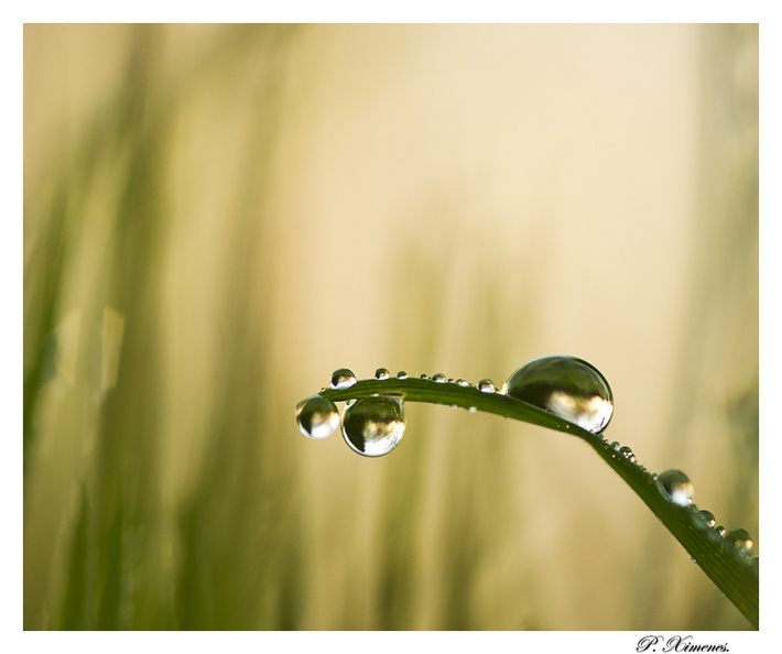 Dans les hautes herbes