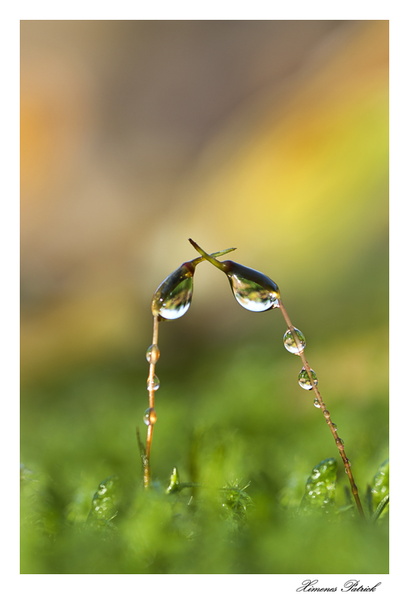 L'amour est dans le pré _DSC0442a copie.JPG