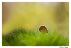 L'automne de la feuille  