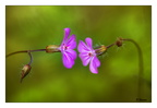  Géranium Herbe a Robert 