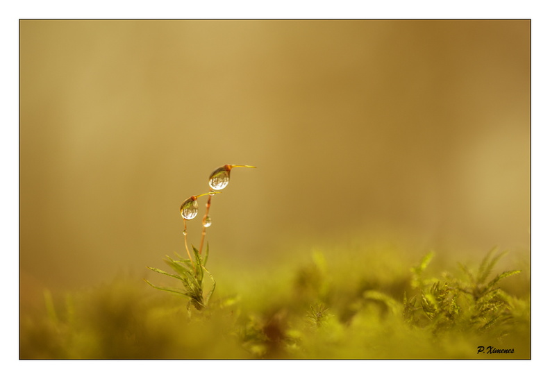 Décembre 2015 PXP1074 copie.jpg