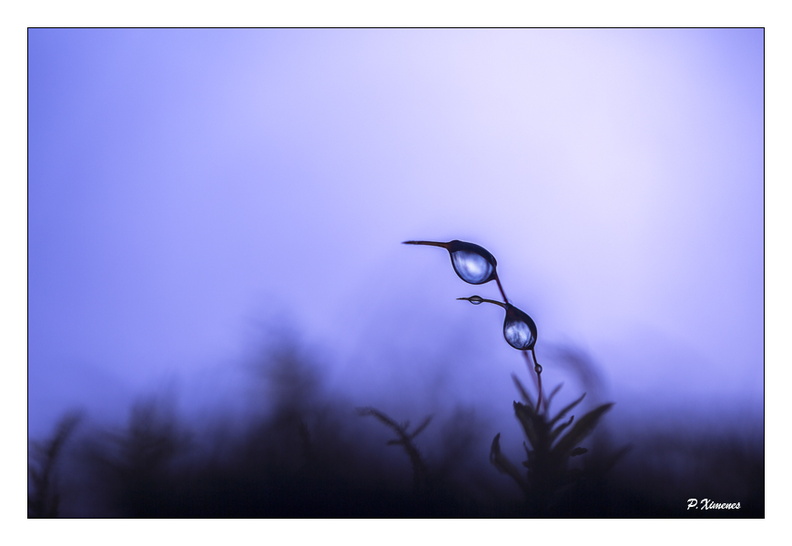 Décembre 2015
PXP1072 copie.JPG