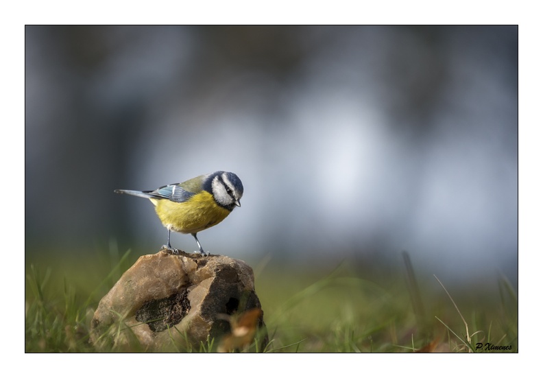 Mésange Bleue