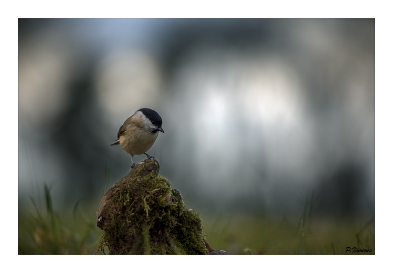 Mésange Nonnette