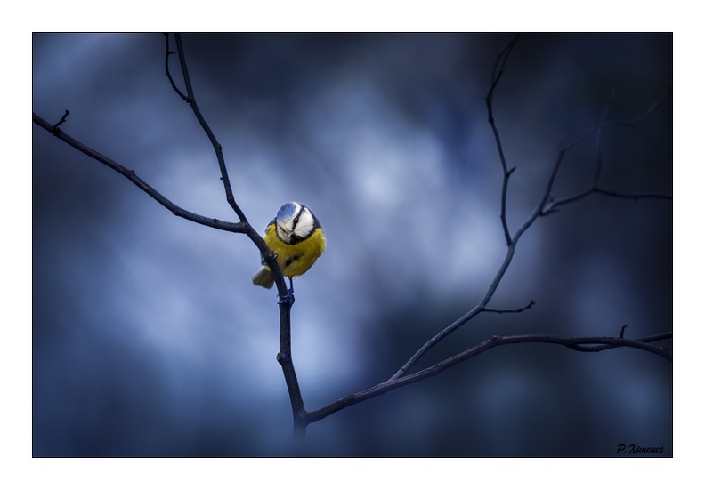 Mésange Bleue PXP1044.jpg