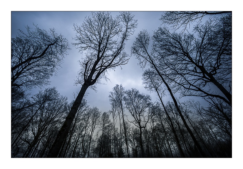 La foret magique