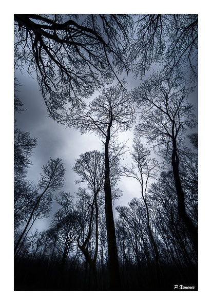 La foret Magique  