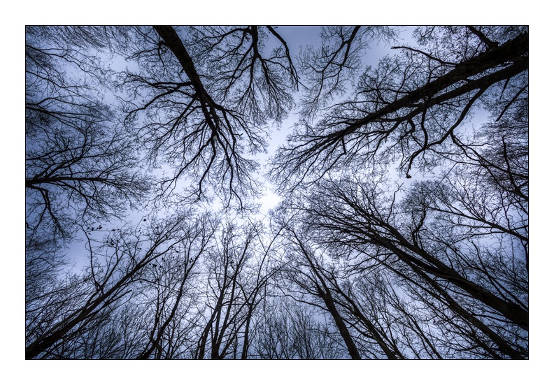 La foret Magique PXP0995.jpg