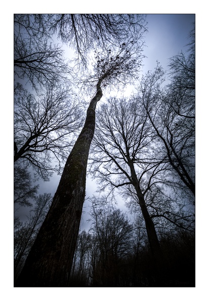 La foret magique