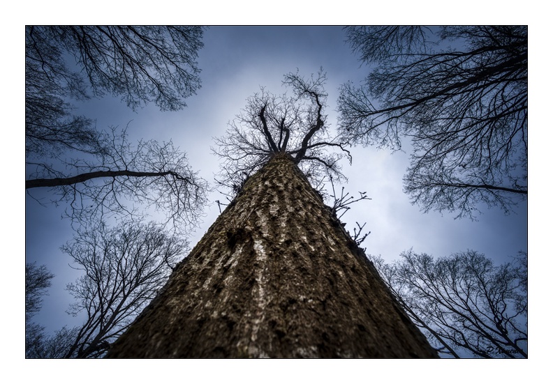 La foret magique