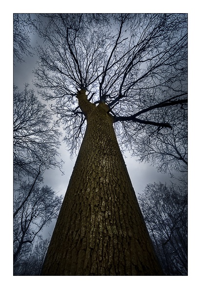 La foret magique