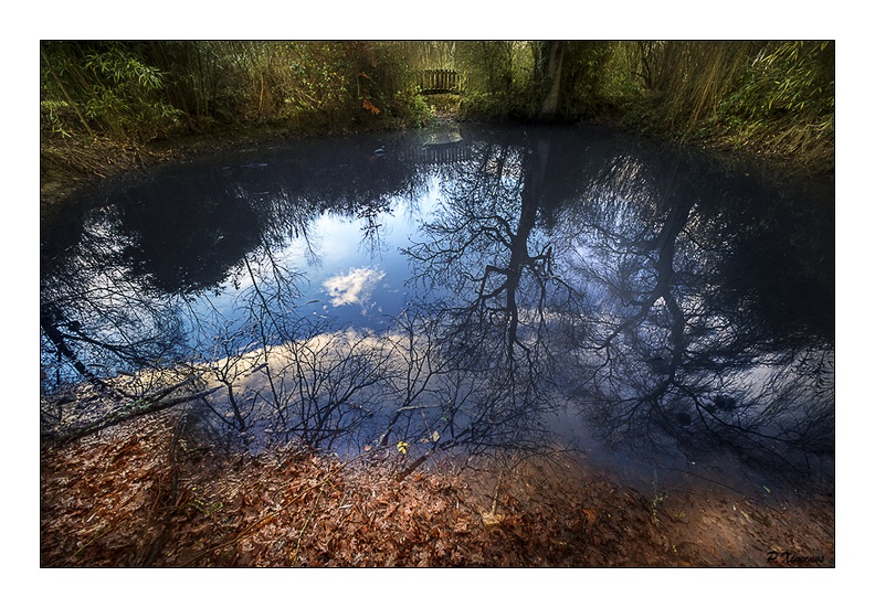 La foret magique