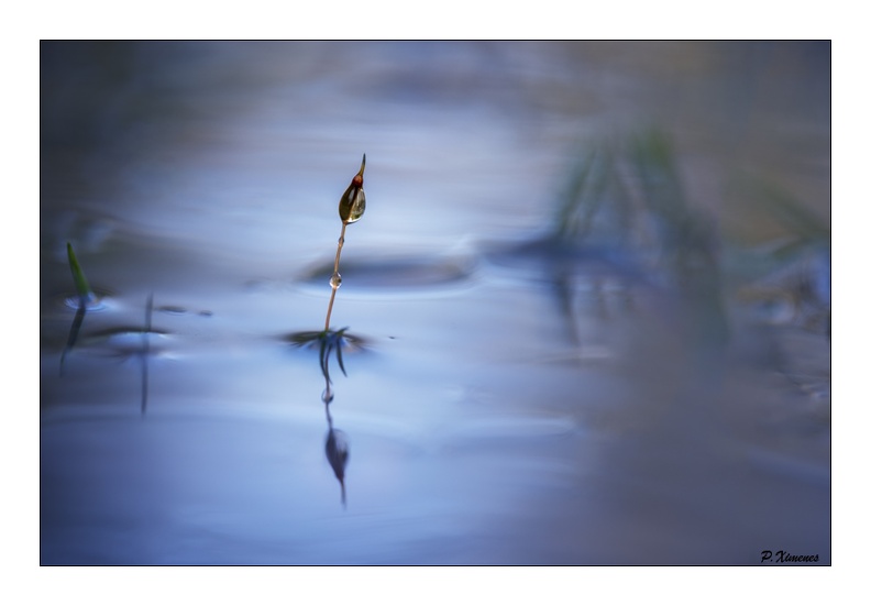 Imagination PXP1109.jpg