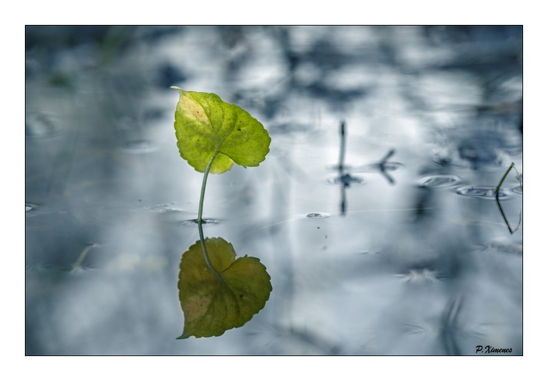 Le reflet PXP1148.jpg