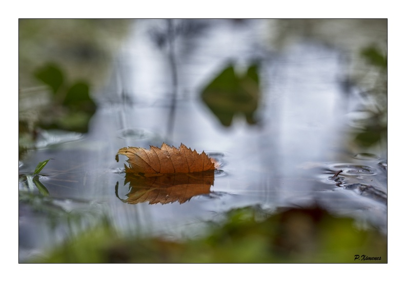 La feuille