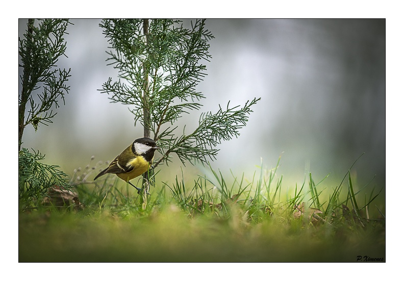 Mésange Charbonnière