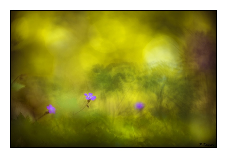 L'Herbe a Robert PXP1774.jpg