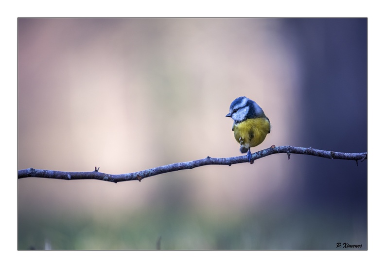 Mésange Bleue