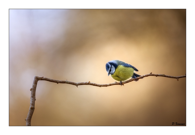 Mésange Bleue