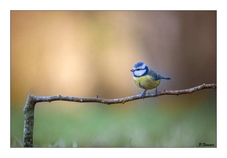 Mésange Bleue