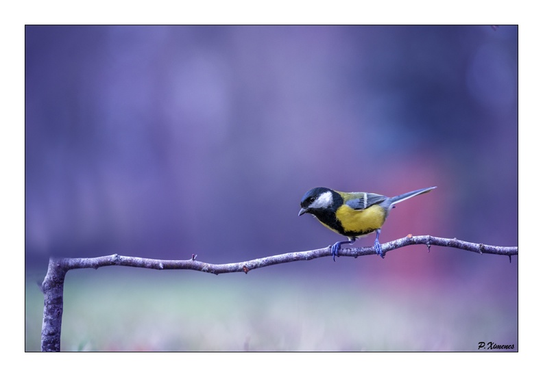 Mésange Charbonnière