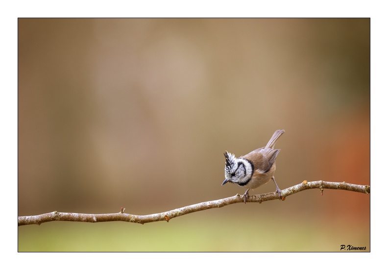 Mésange Huppé PXP2979.jpg