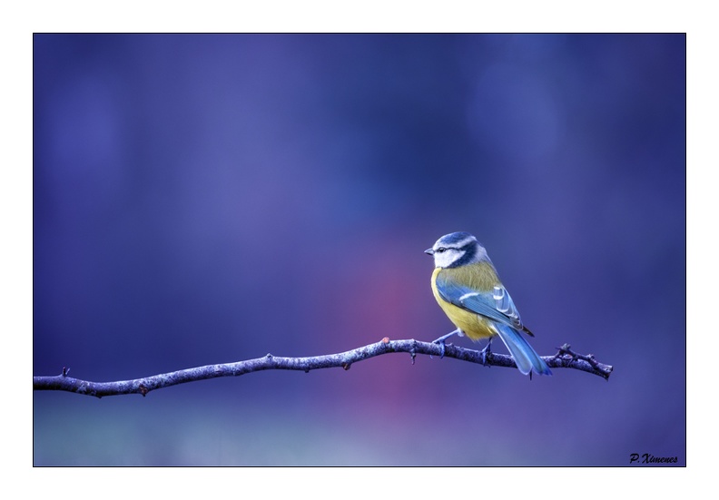 Mésange Bleue PXP2982.jpg