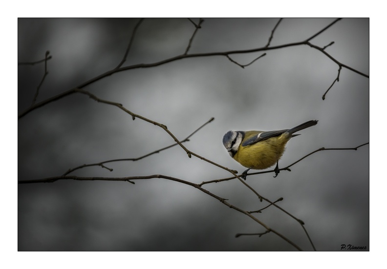 Mésange Bleue