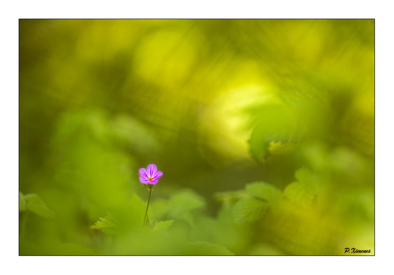 L'herbe a Robert