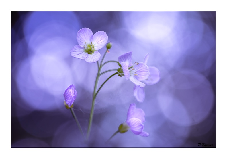 Cardamine