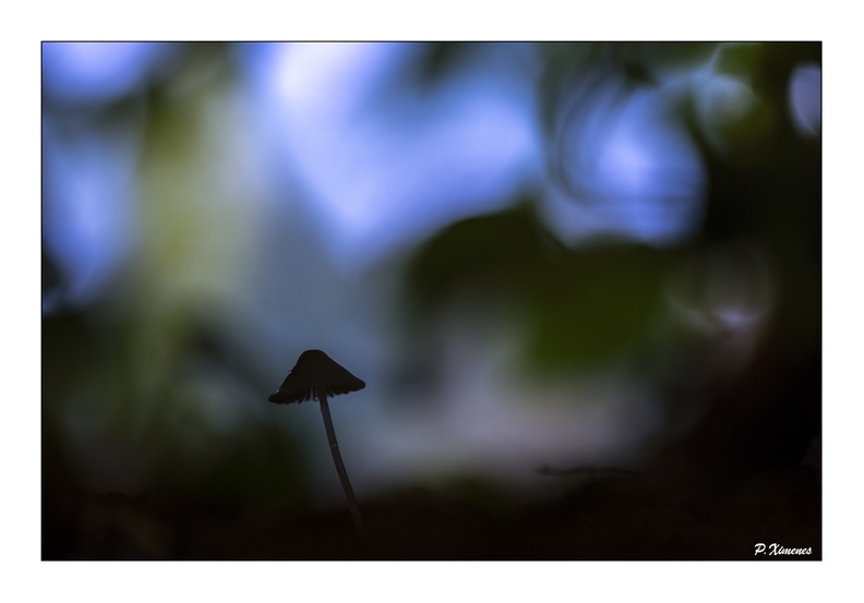 Novembre 2019 PXP7865.jpg