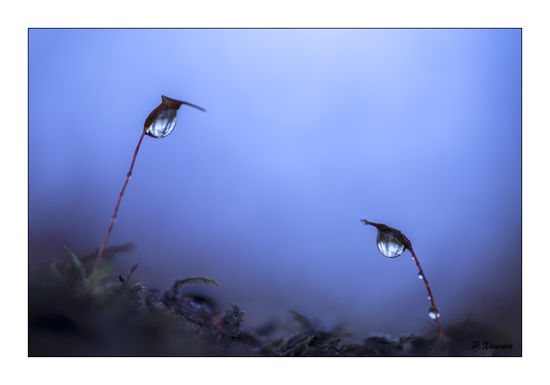 Novembre 2015 PXP0756 copie.jpg