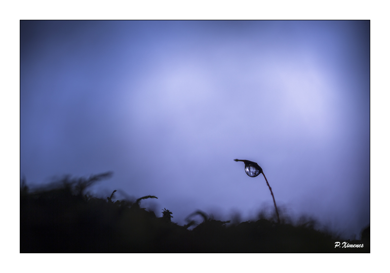 Novembre 2015 PXP0778 copie.jpg