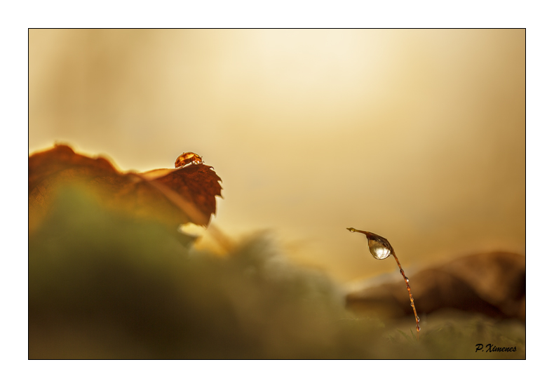 Novembre 2015 PXP0770 copie.jpg
