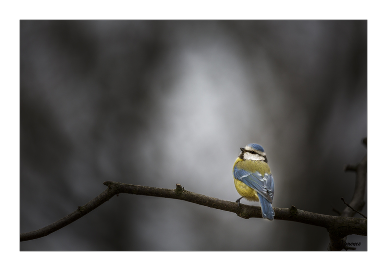 Mésange Bleue