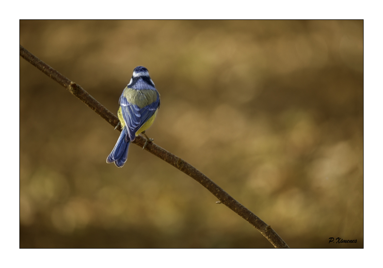 Mésange Bleue