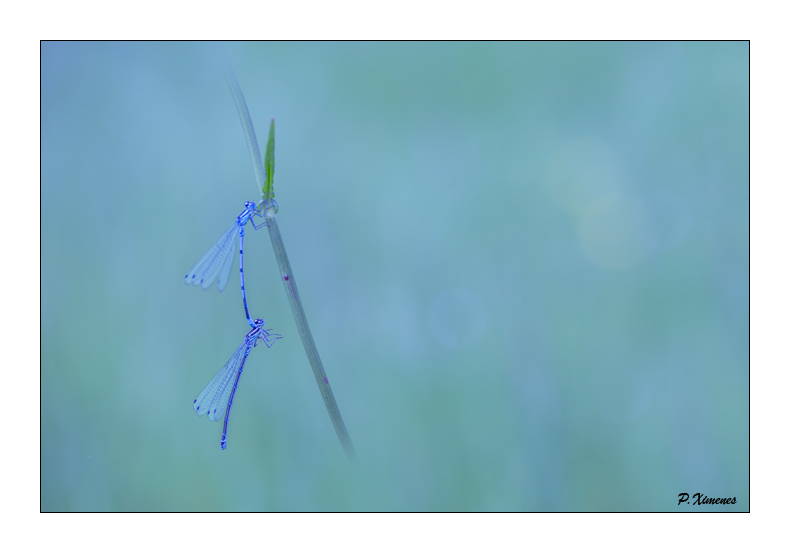 Juin 2017 _DSC0701 copie.jpg