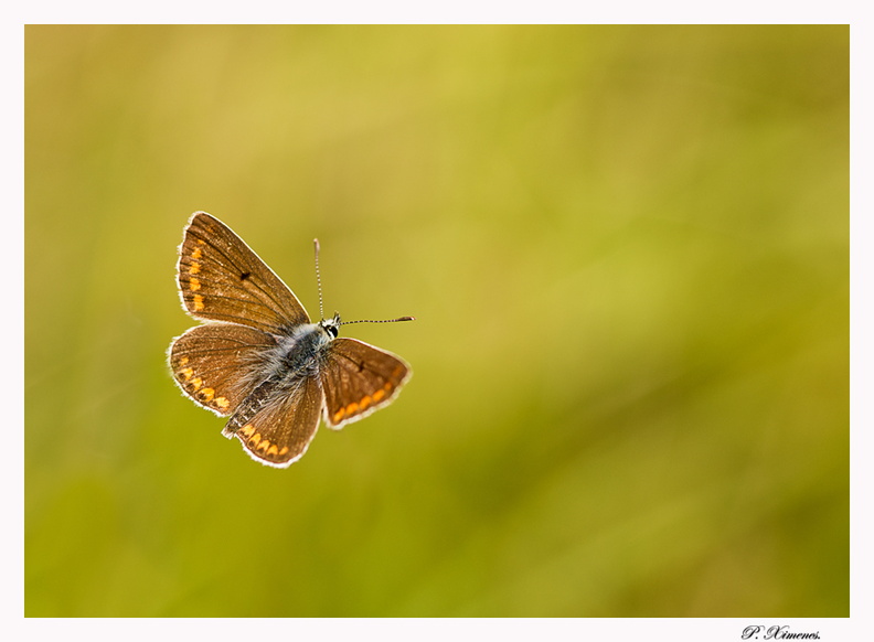 Le voleur _DSC4302 copie.JPG