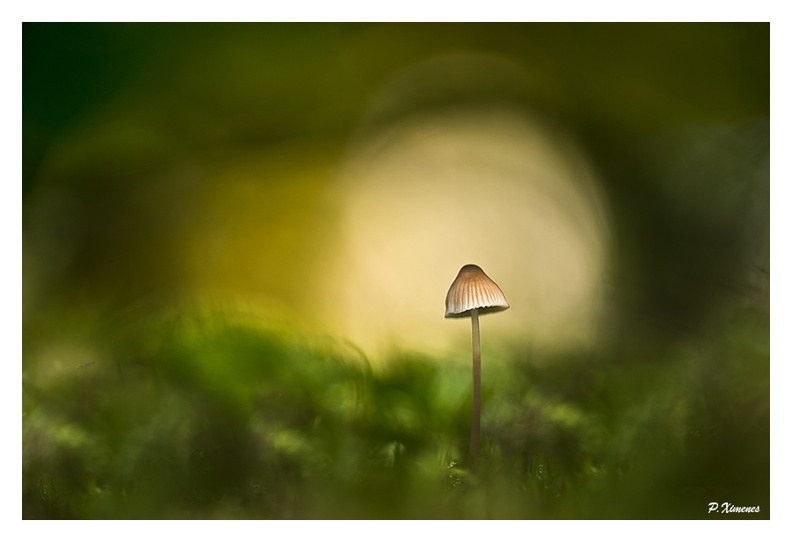 La lanterne du sous bois