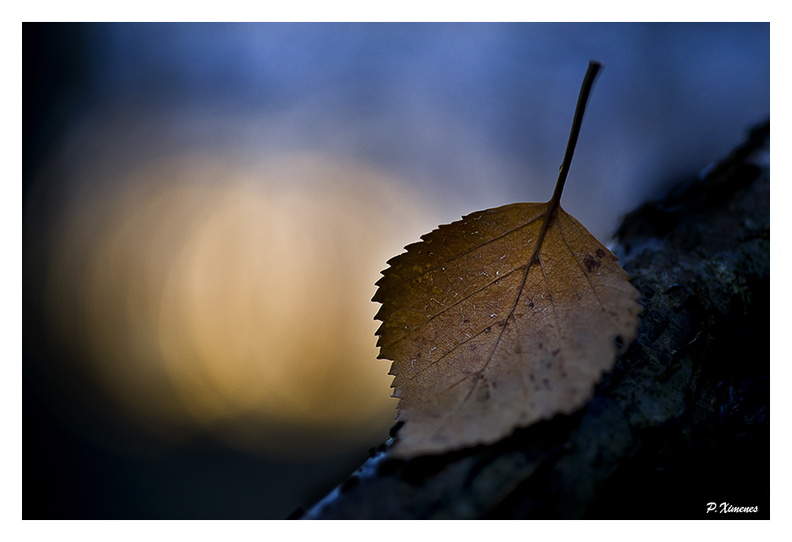  La feuille et la lumière