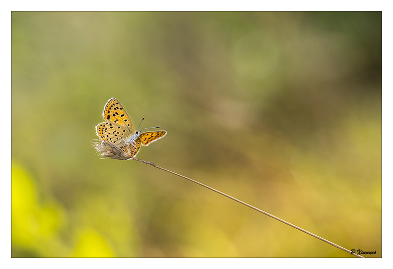 A droite _DSC6219 copie.jpg